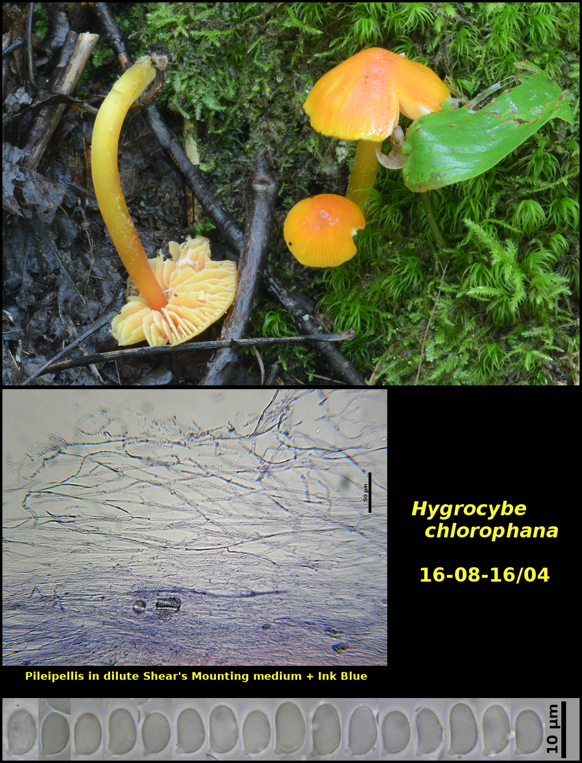 Picture of Hygrocybe chlorophana